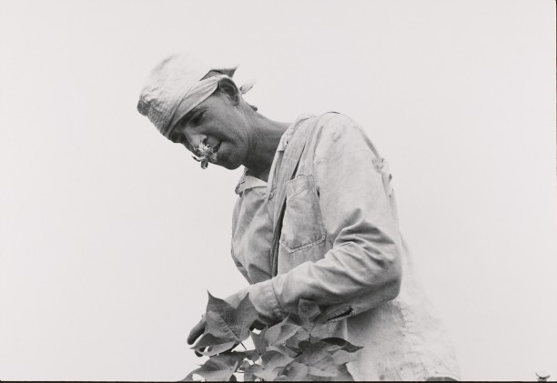 Cotton picker; life sentence, robbery