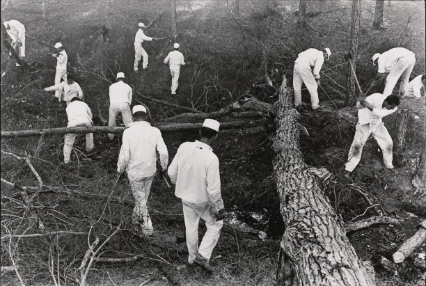 Clearing land