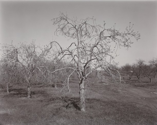 Poultneyville Orchard