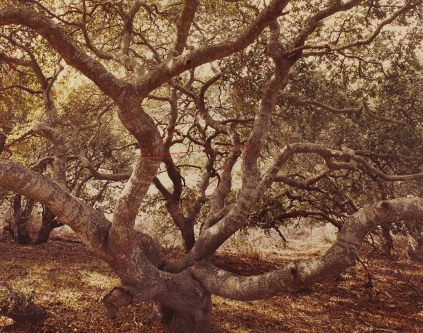 Live Oak Lightning, Lompoc, California