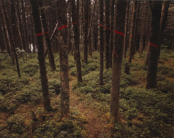 Red Chevron, Roan Mountain, North Carolina