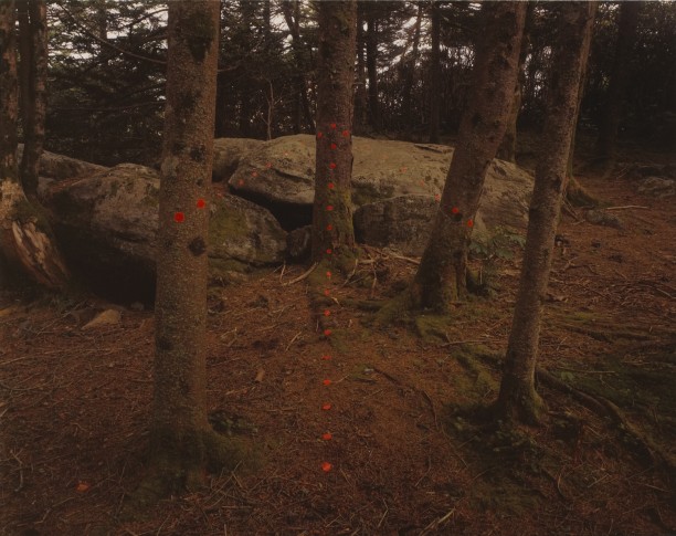 Red Arrow, Roan Mountain, North Carolina
