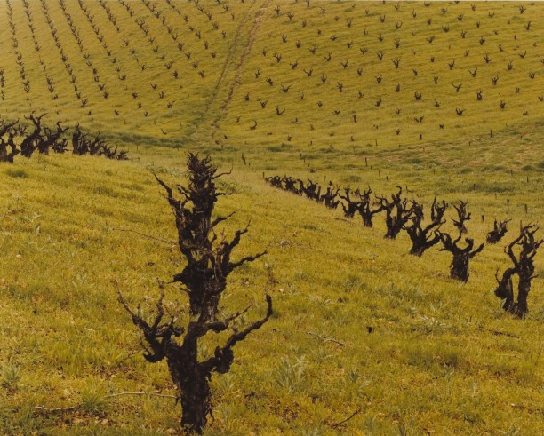 Vineyard Quilt, Paso Robles, California