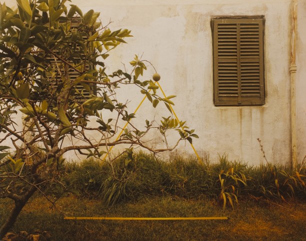 Lemon Bush, Bermuda