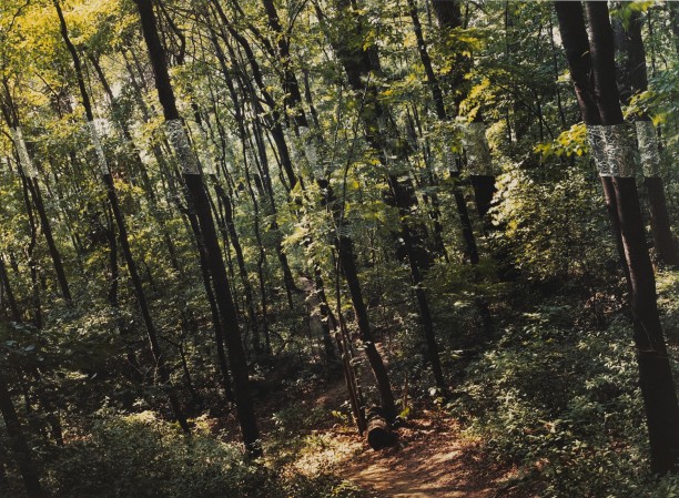 Slanting Forest, Artpark, Lewiston, New York
