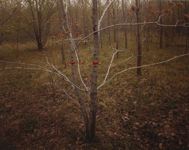 Red Tape, Silver Tree, Silver Creek, New York
