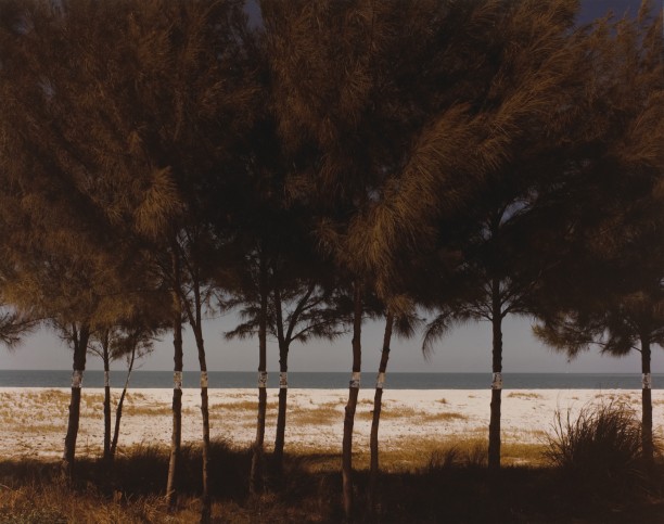 Australian Pines, Fort De Soto, Florida
