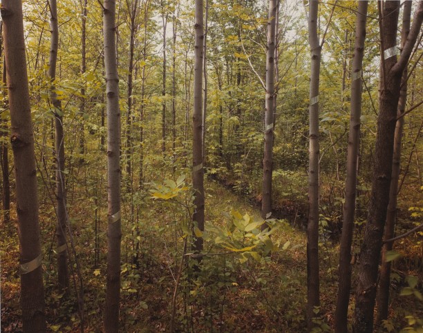Silver Tape, Diagonal Line, Silver Creek, New York