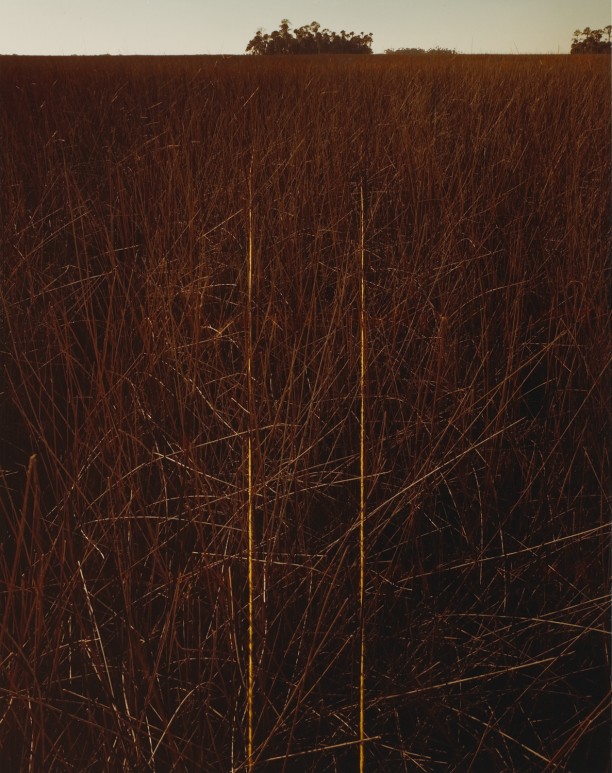 Marsh Grass and Hammock, Pine Island, Fla.