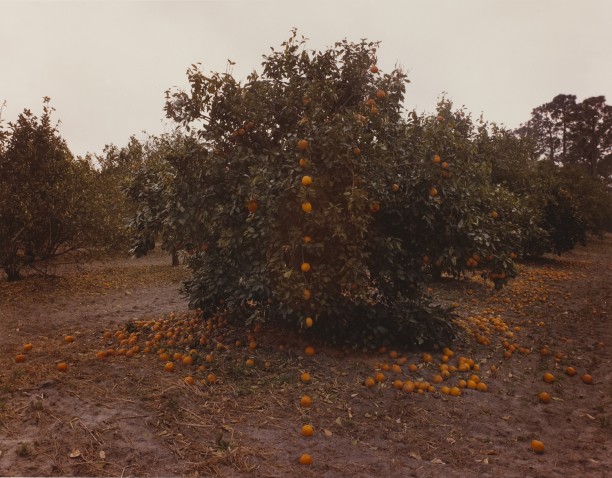 Falling Oranges, Lutz, Florida
