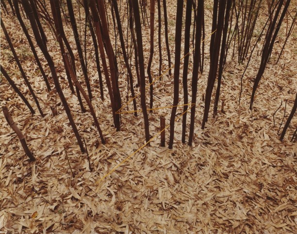 Bamboo Lightning, Penland, North Carolina