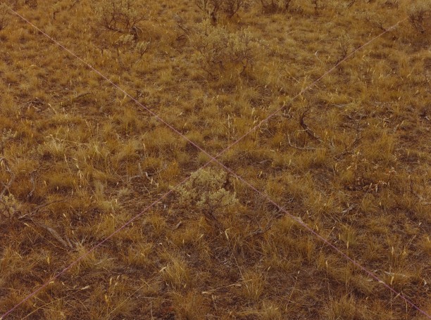 Sagebrush X, Purple Moran, Wyoming