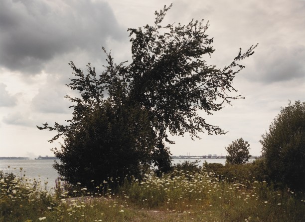 Queen Anne's Lace on Buckhorn Island