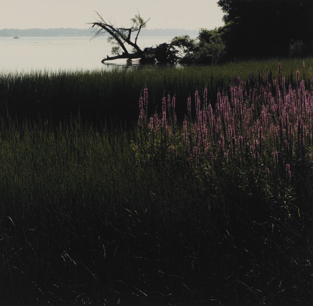 Purple Loosestrife on Buckhorn Island