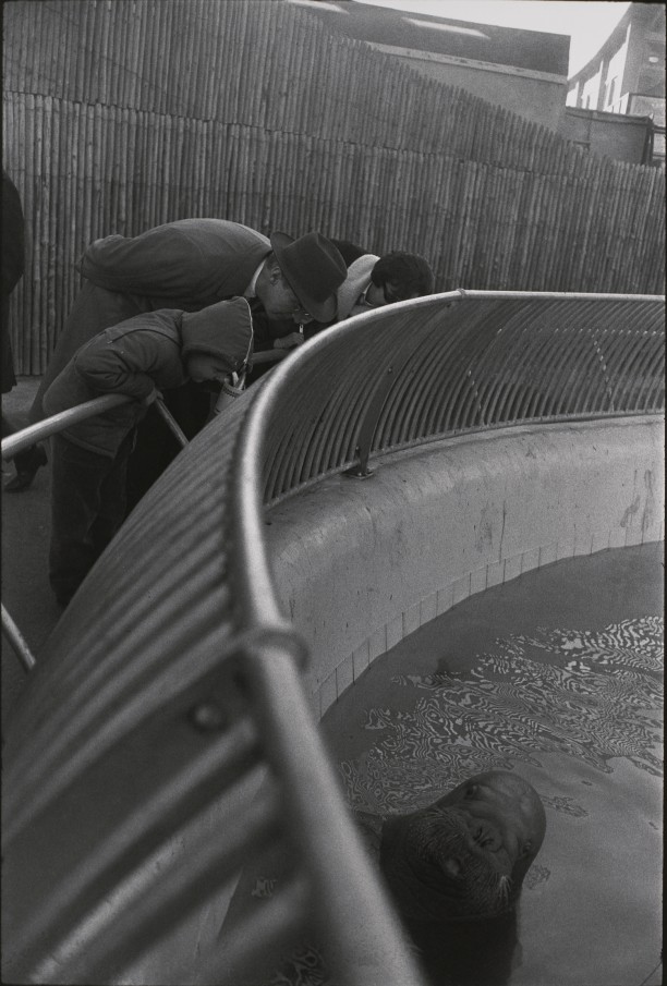 Untitled (Walrus with people leaning over railing)