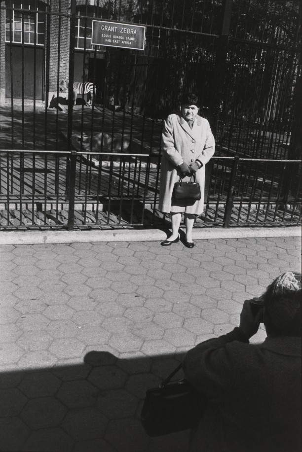 Untitled (Woman getting her picture taken in front of the Giant Zebra cage)