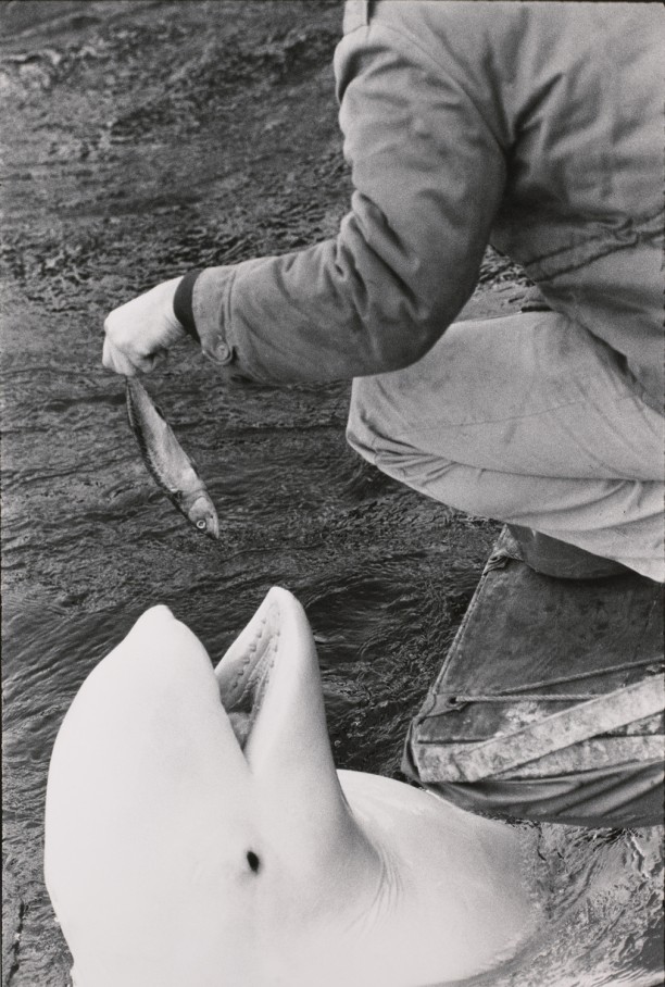 Untitled (Feeding time for a dolphin?)