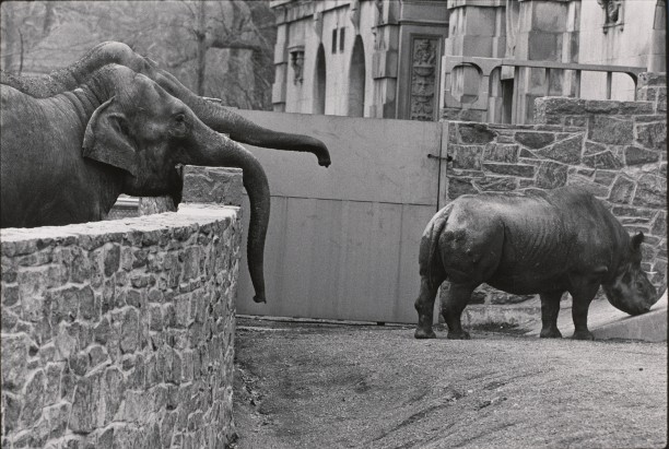 Untitled (Two elephants looking at a rhino)