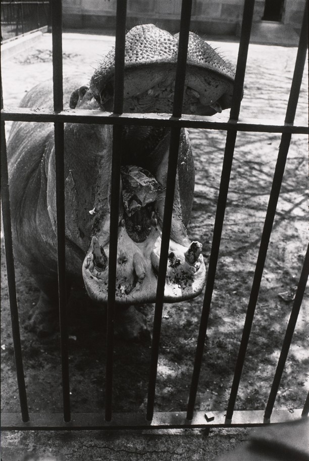 Untitled (A Hippo with it's mouth open)
