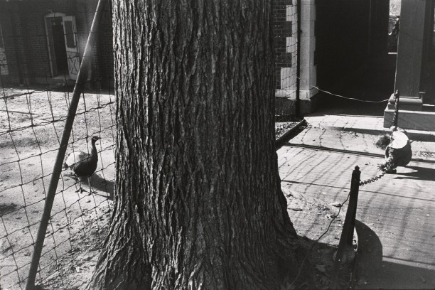 Untitled (A young child near the peacock cage)