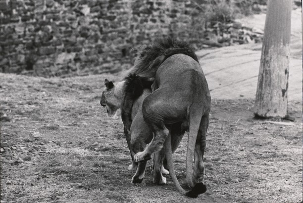 Untitled (A lion mounting a lioness)