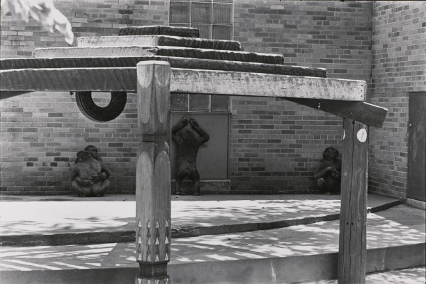 Untitled (Apes against the wall)