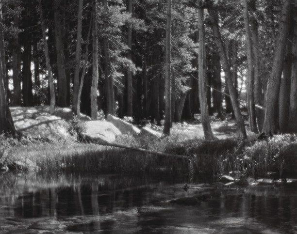 Lodgepole Pines