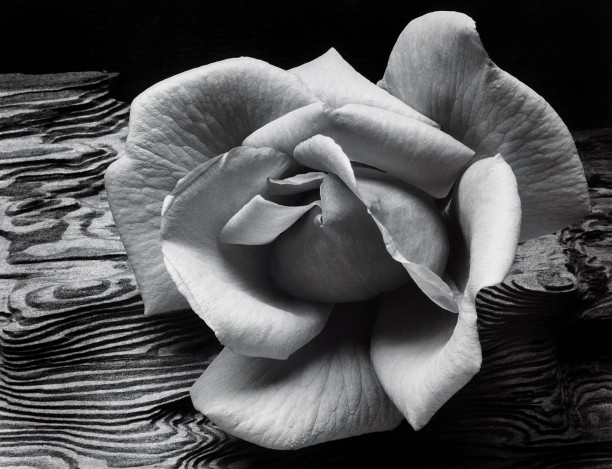 Rose and Driftwood
