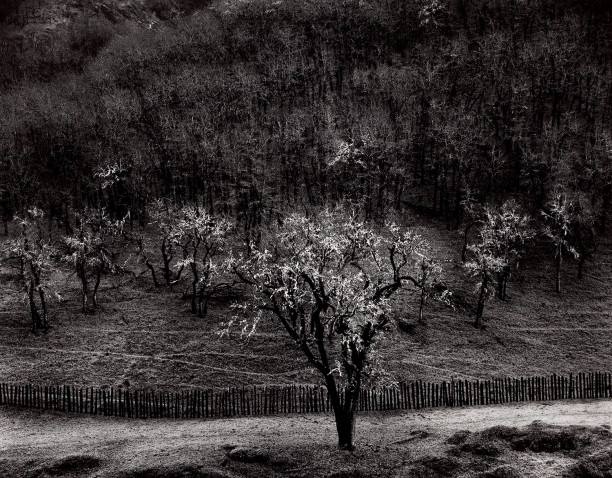 Oaktree, Rain, Sonoma County, California