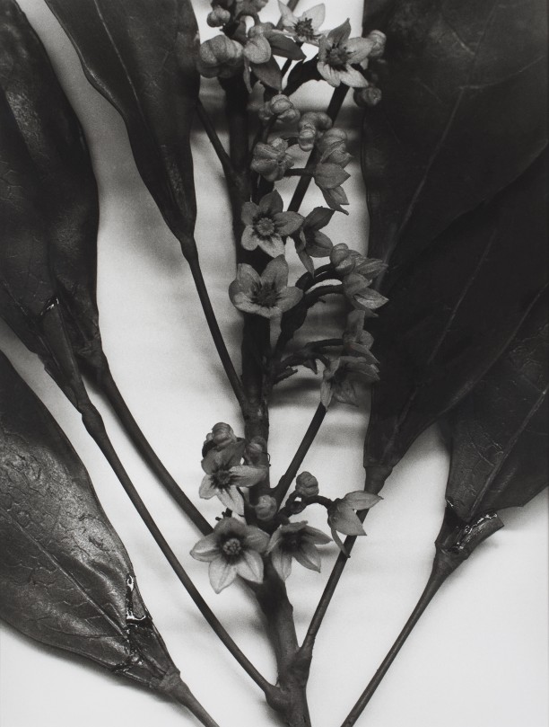 Christopher Williams