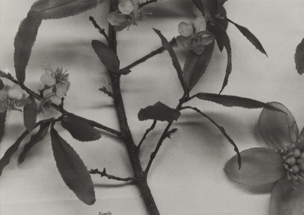 Central African Republic, 1989
Blaschka Model 783, 1923
Genus no. 5112
Family, Ochnaceae
Ochna multiflora DC.