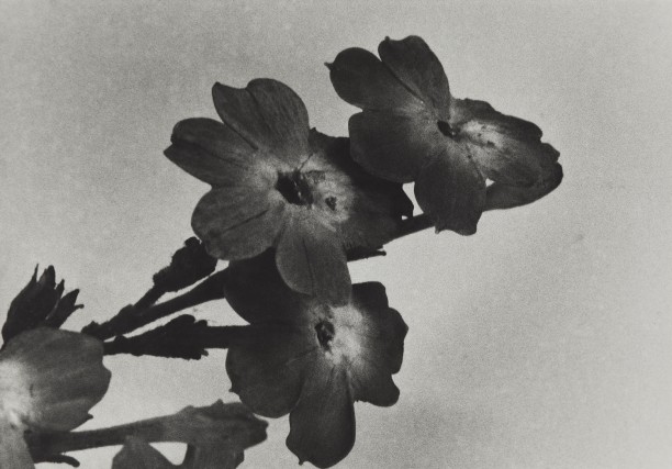 Uruguay, 1989
Blaschka Model 175, 1890
Genus no. 7447
Family, Solanaceae
Browallia viscosa HBK