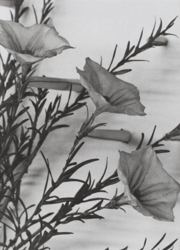 Vietnam, 1989
Blaschka Model 272, 1892
Genus no. 8594
Family, Cucurbitaceae
Luffa cylindrica (Linn.) Roem.