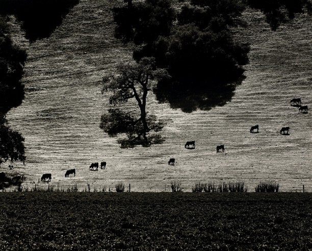 Cattle Paths