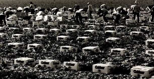 Lettuce Pickers, Brawley, California