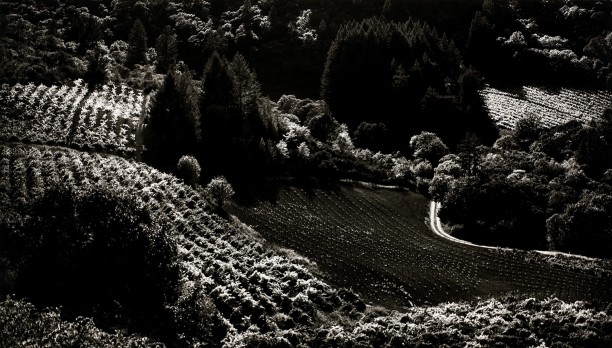 Palmer Vineyards