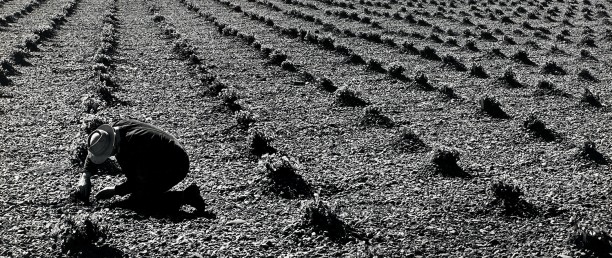 Tending Fields