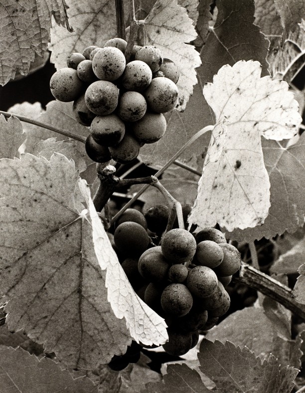 Grape Cluster