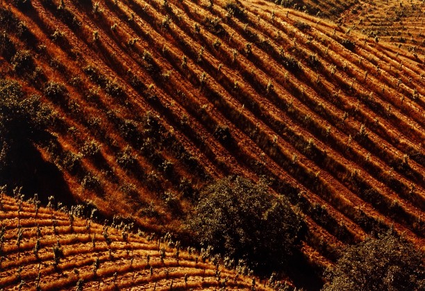 Tilled Vineyards