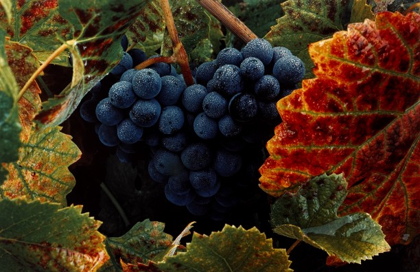 Grape Cluster