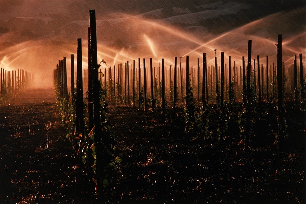 Watersprinkler and Vines