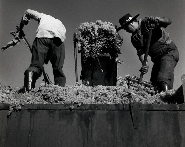 Two Men Shoveling Grapes