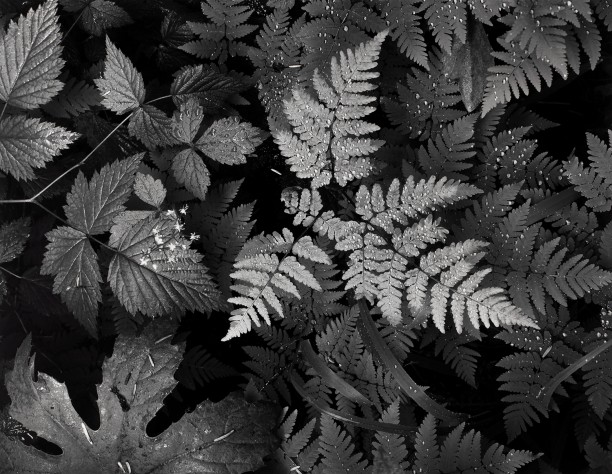 Leaves, Mount Rainier National Park, Washington