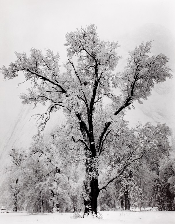 Oak Tree, Snowstorm, Yosemite National Park, California