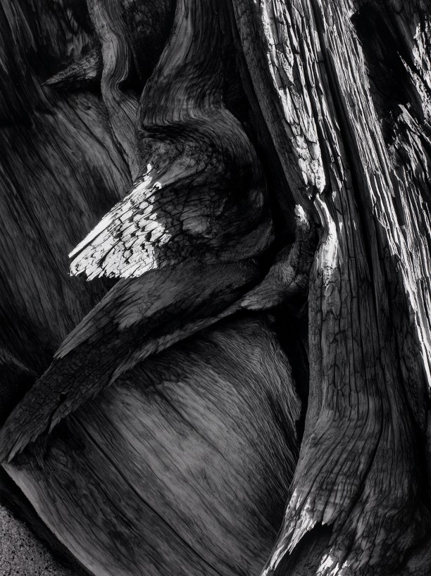 Juniper Tree Detail, Sequoia National Park