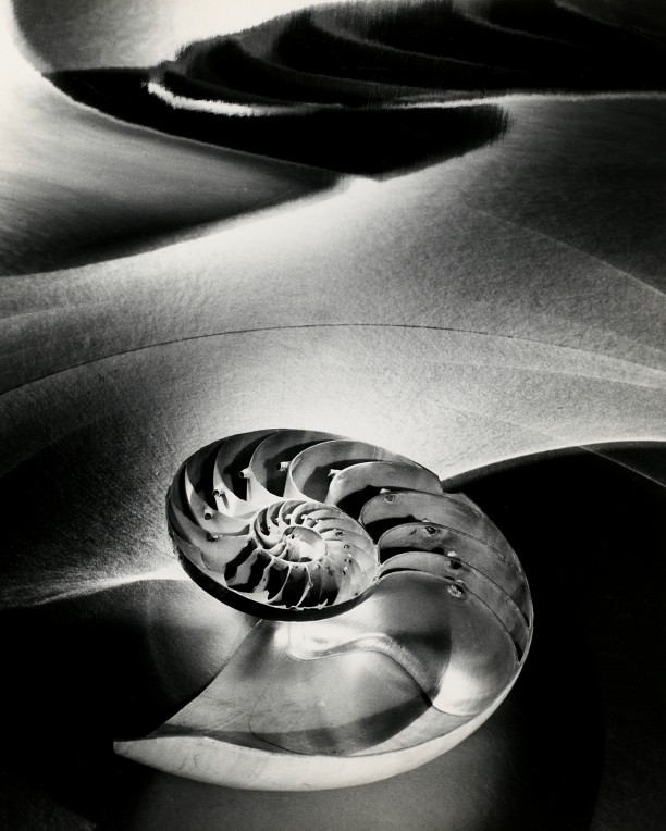 Halfred Nautilus