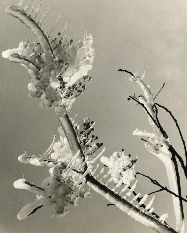 Branch in Winter