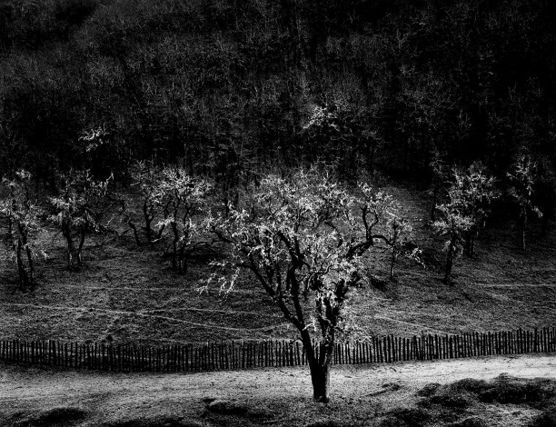 Oak Tree, Rain, Sonoma County, California