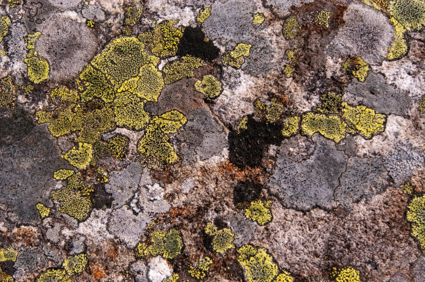 First Fridays: MOCA Climate Conversations: Like Lichen